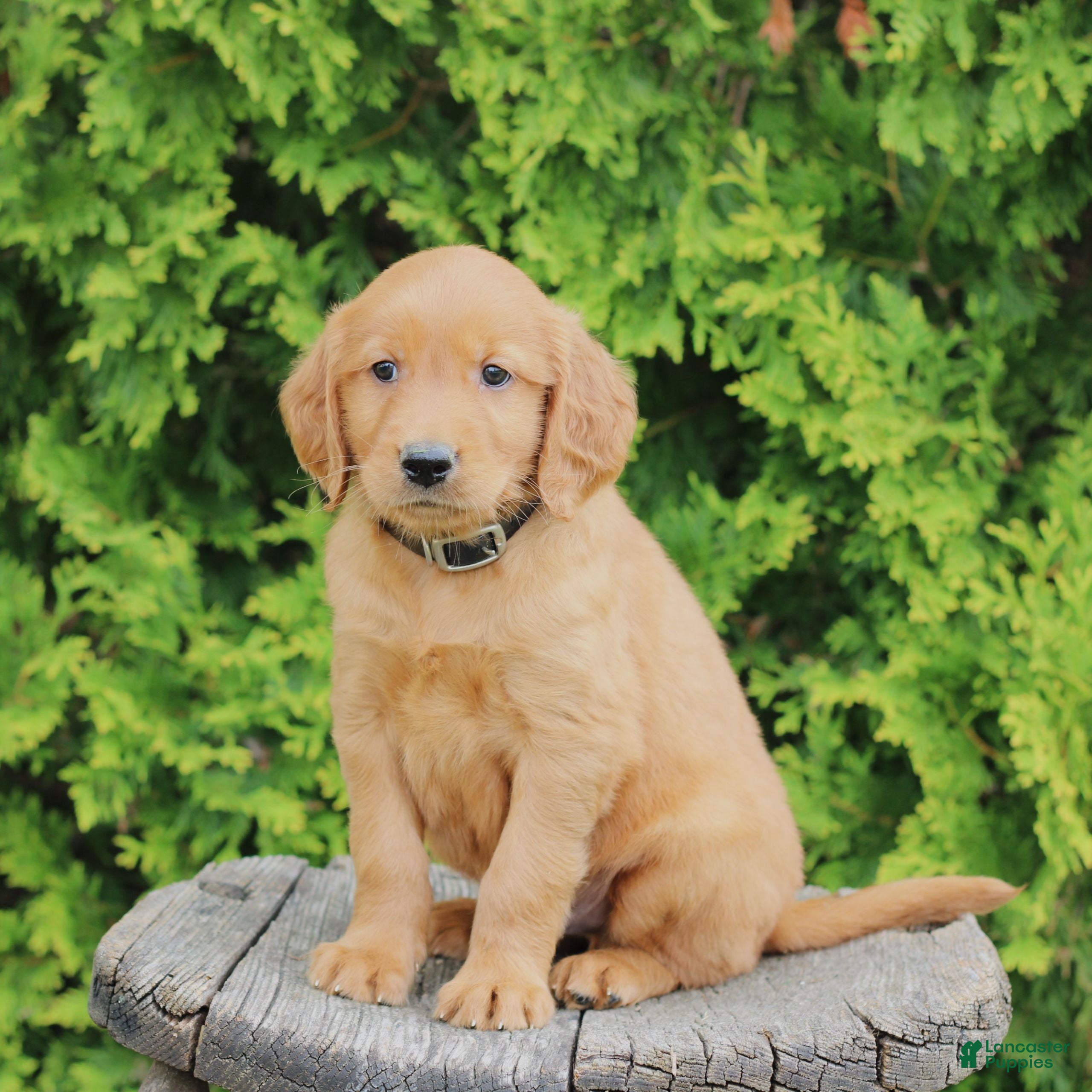 Mixed Breed dogs Wade  - Ad 1