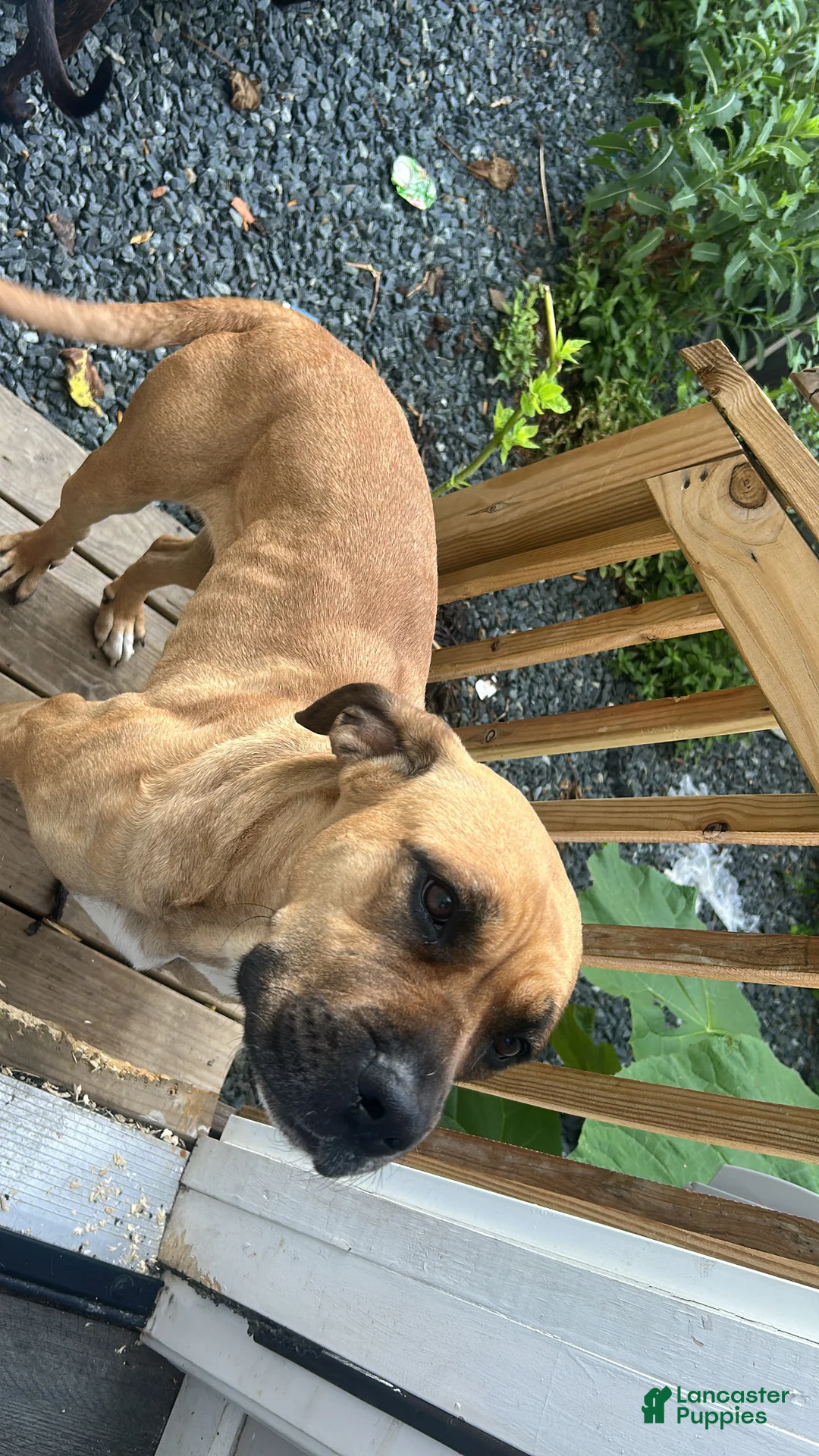 Mixed Breed dogs for sale: Mixed Breed 1 - Ad 2