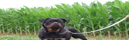 Rottweiler dogs for sale: Tom  - Ad 3