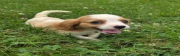Cavalier King Charles Spaniel dogs for sale: Rider - Ad 10