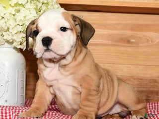 Beabull dogs - Ad 27