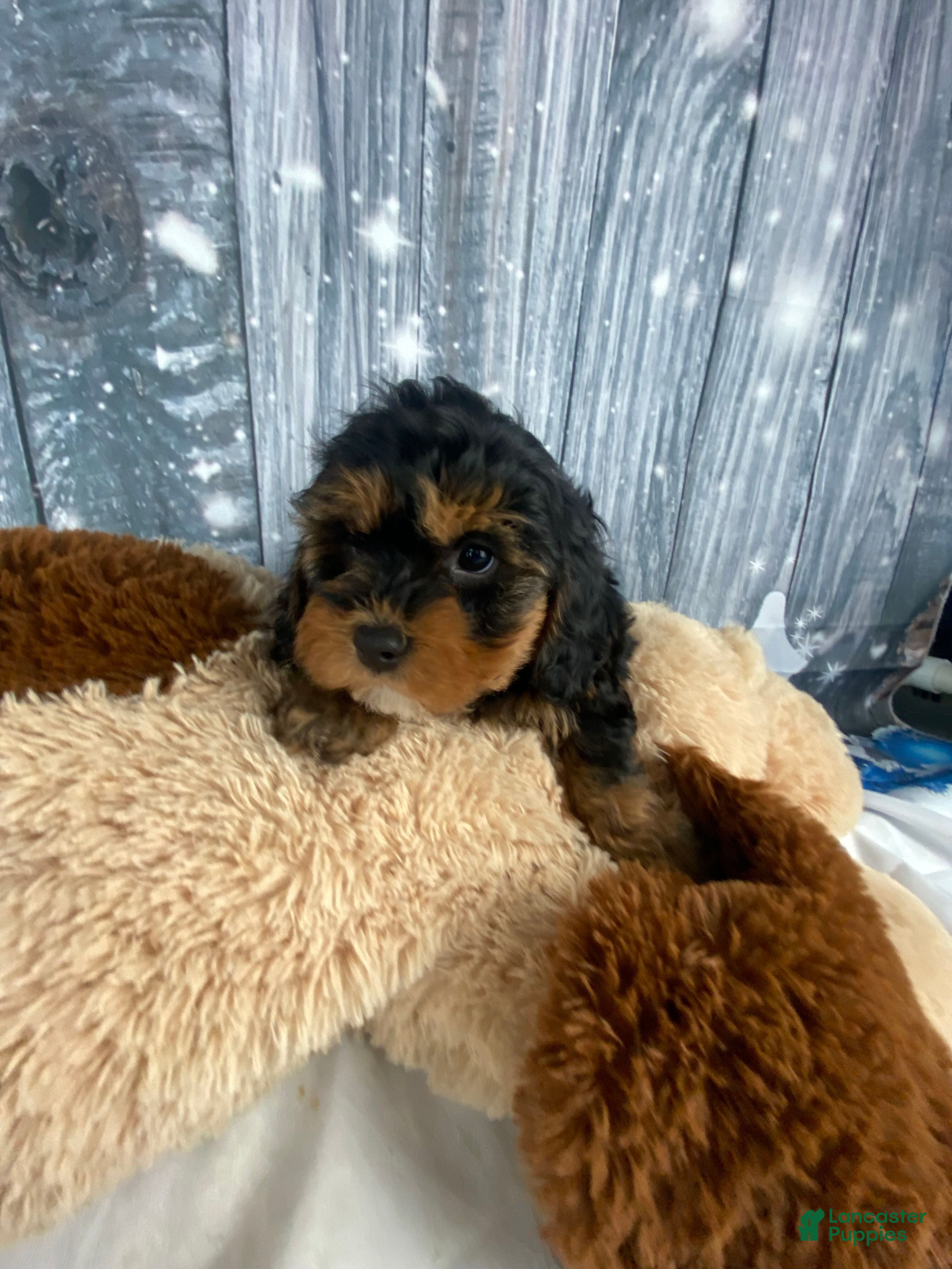Cavapoo dogs Remy - Ad 2