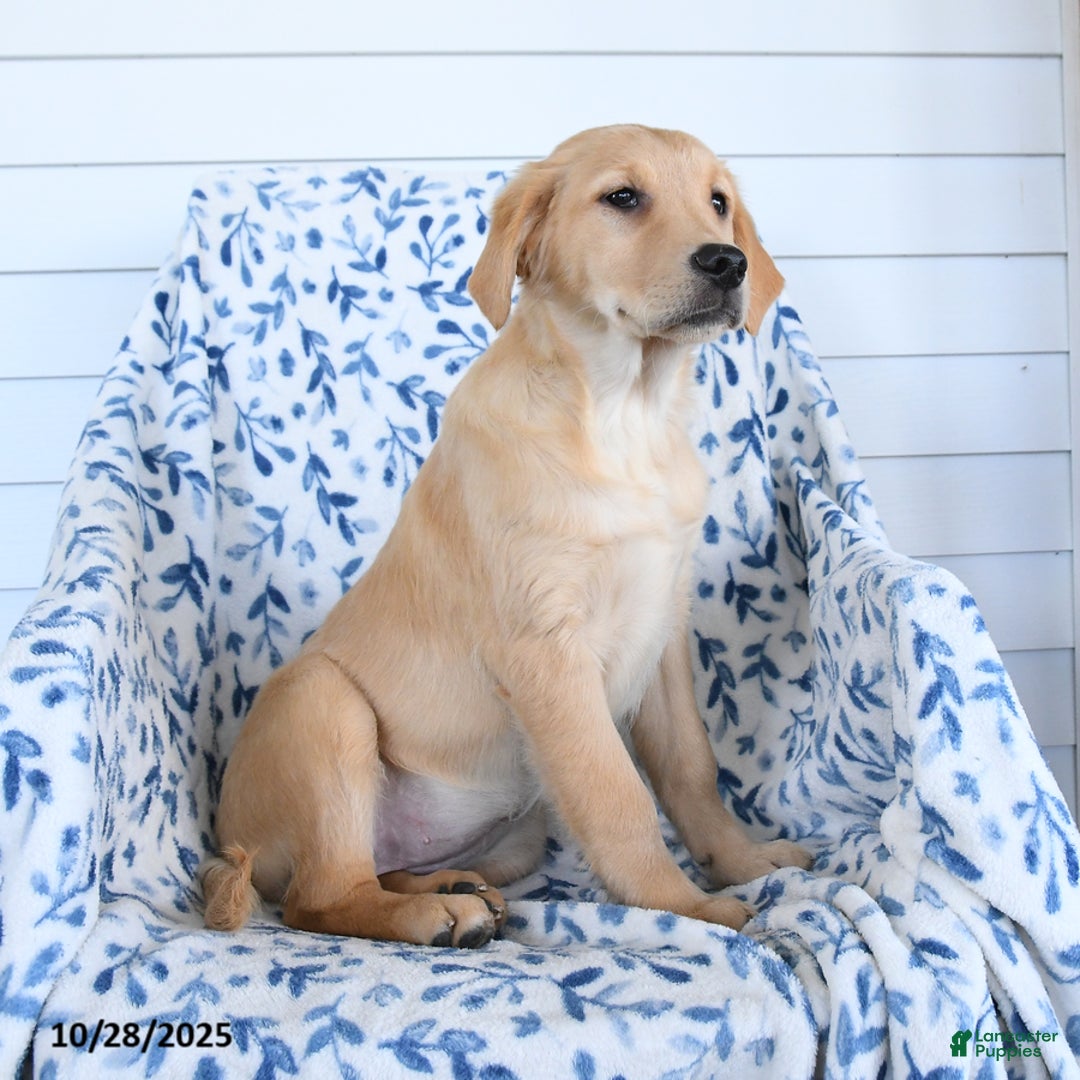 Golden Retriever dogs for sale: Paisley - Ad 3