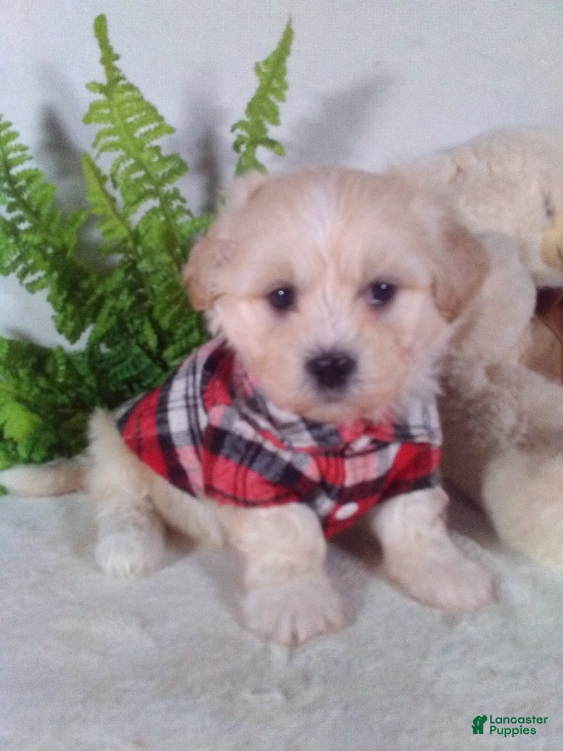 Teddy Bear dogs Cooper  - Ad 1