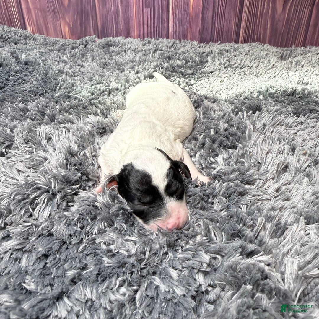 Miniature Poodle dogs for sale: Mr . Mustache  - Ad 2