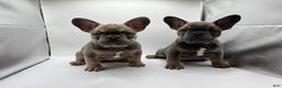 French Bulldog dogs for sale: French Bulldog Puppy 1 - Ad 5