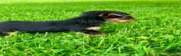 Yorkshire Terrier dogs for sale: Atlas - Ad 6