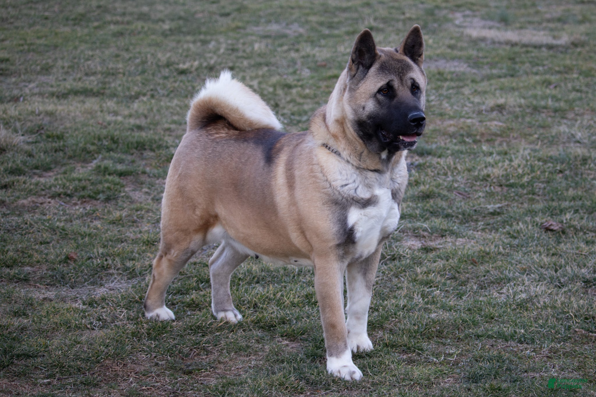 Akita dogs Akita Puppy 1 - Ad 26