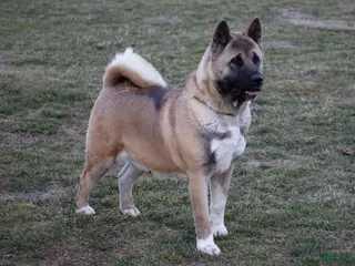 Akita dogs Akita Puppy 1 - Ad 26