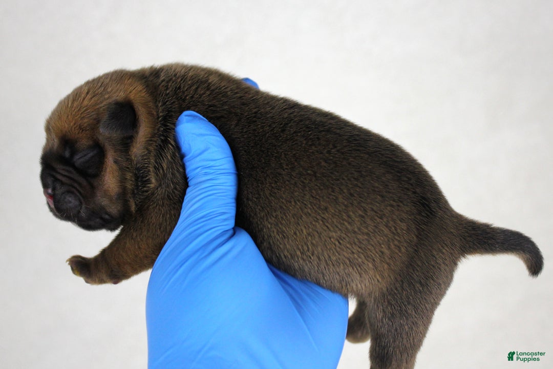 American Bully dogs for sale: Black Fawn Male - Ad 3