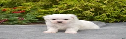 Bichon Frise dogs for sale: Rio (Tiny) - Ad 5