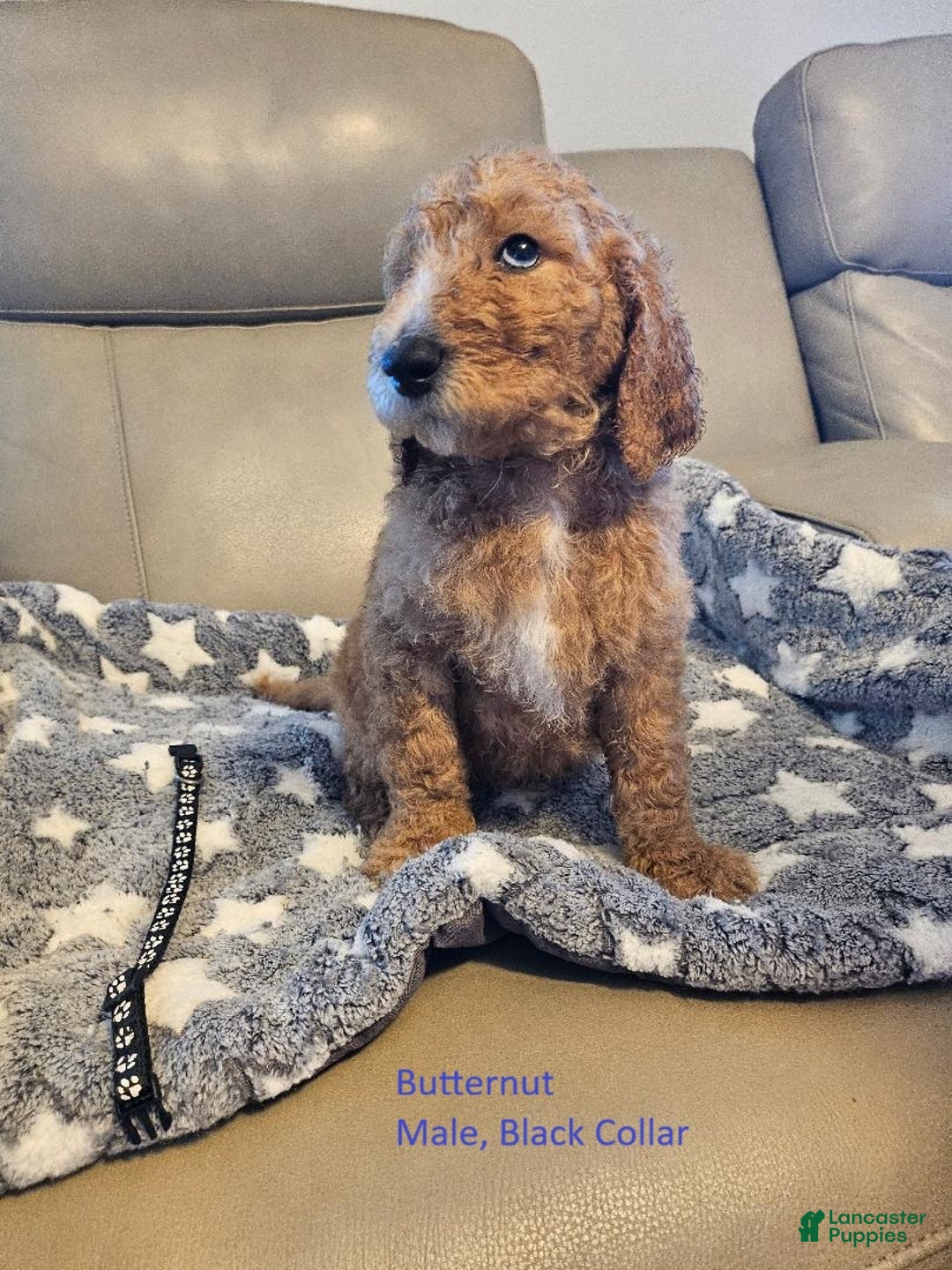 Goldendoodle dogs for sale: Goldendoodle Puppy 1 - Ad 1