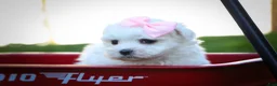 Maltese dogs for sale: Maribel🌸 - Ad 6