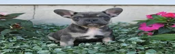 French Bulldog dogs for sale: Fergus - Ad 4