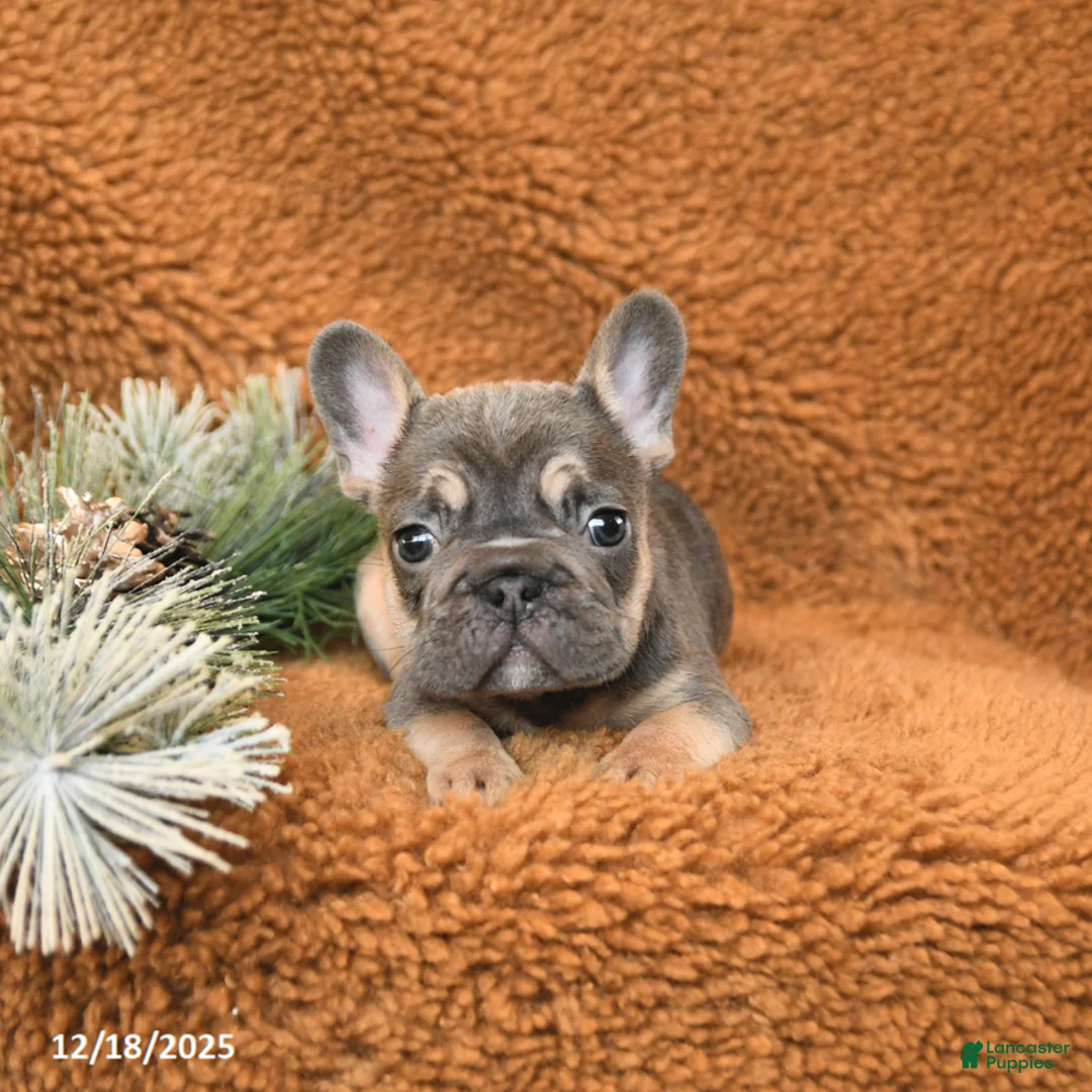 French Bulldog dogs for sale: Teddy - Ad 9
