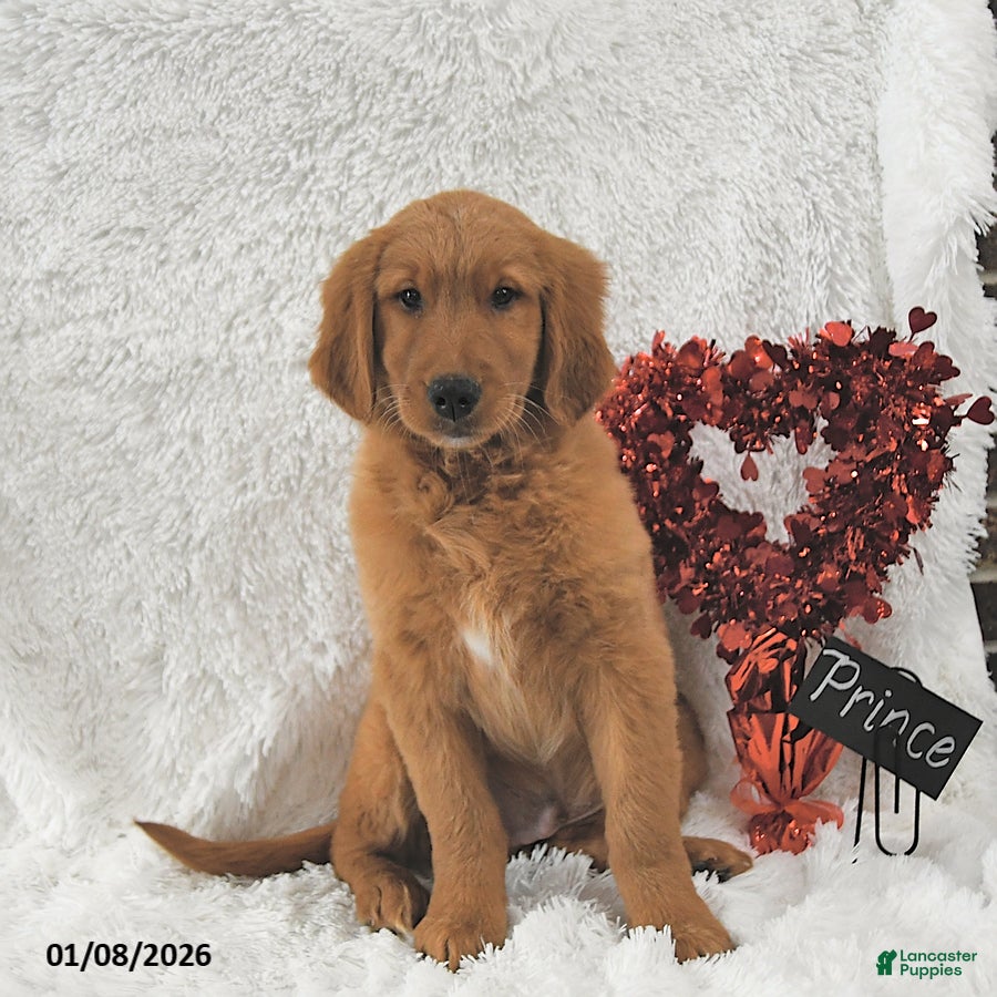 Golden Retriever dogs Prince - Ad 38