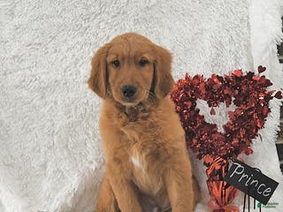 Golden Retriever dogs Prince - Ad 30