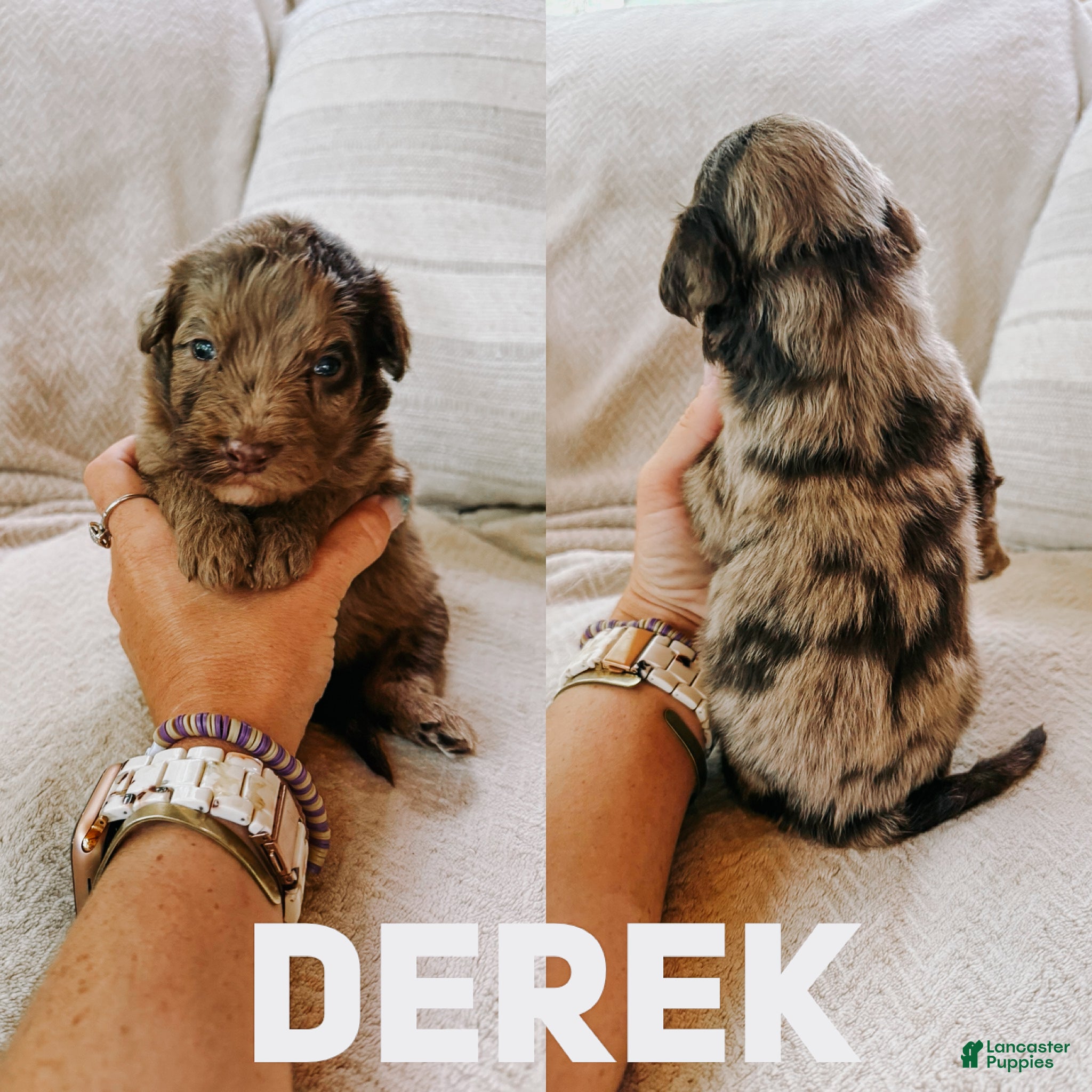 Aussiedoodle dogs Derek - Ad 22