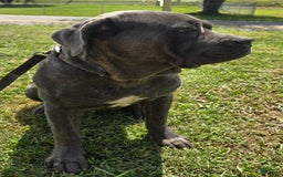 Cane Corso dogs for stud: Bubba - Image 7
