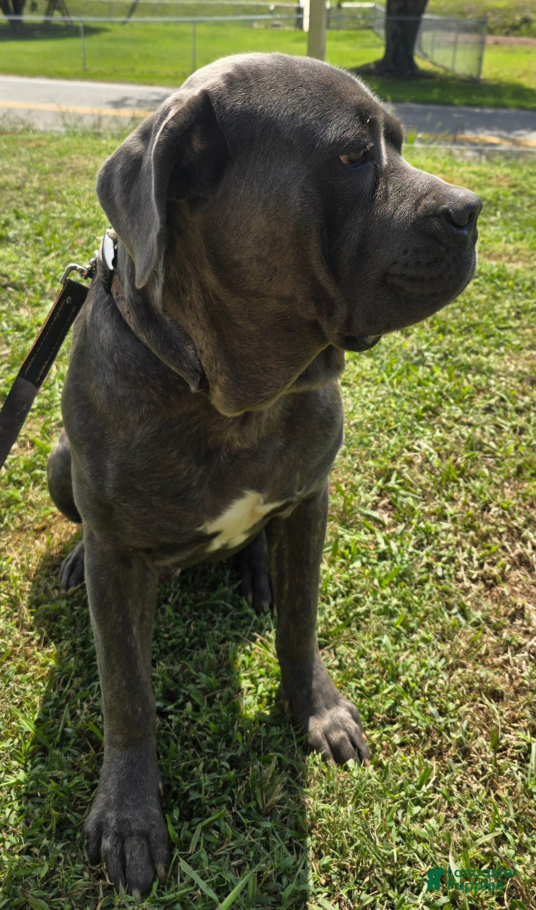 Cane Corso dogs for stud: Bubba - Image 7