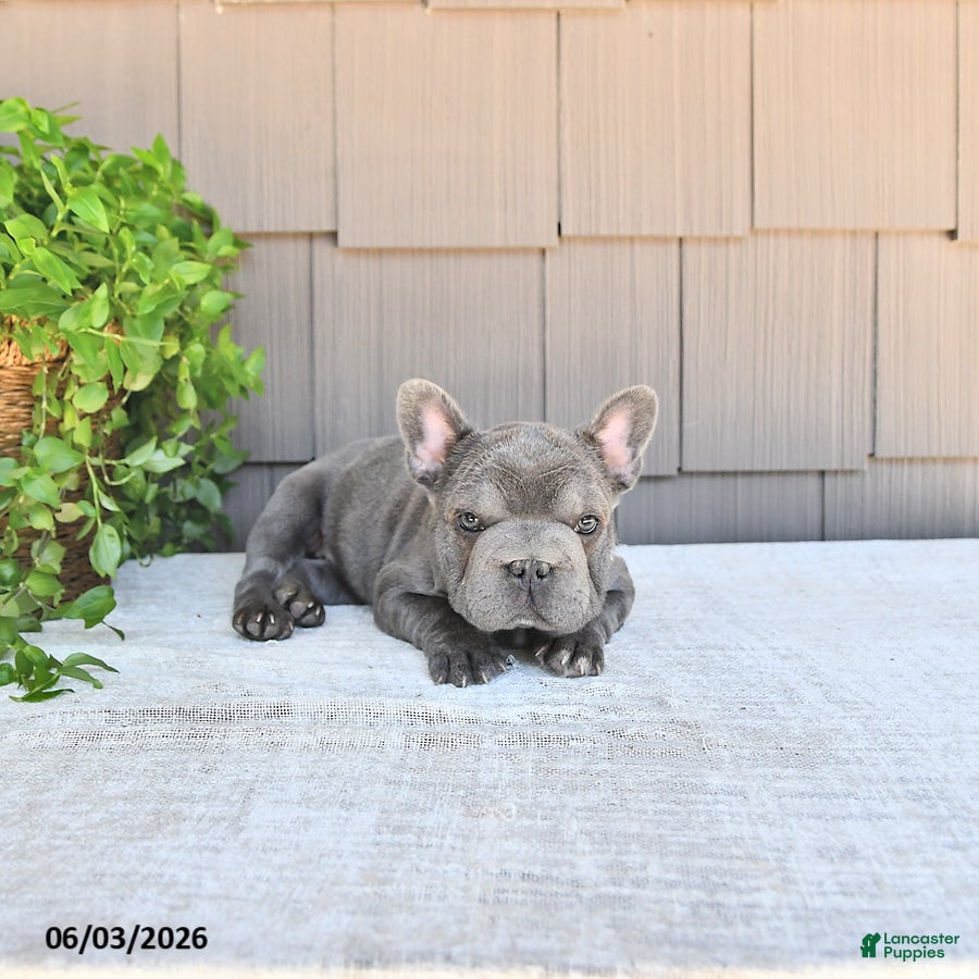 French Bulldog dogs for sale: Amber - Ad 3