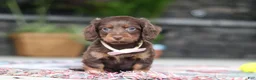 Miniature Dachshund dogs for sale: Rylie - Ad 4