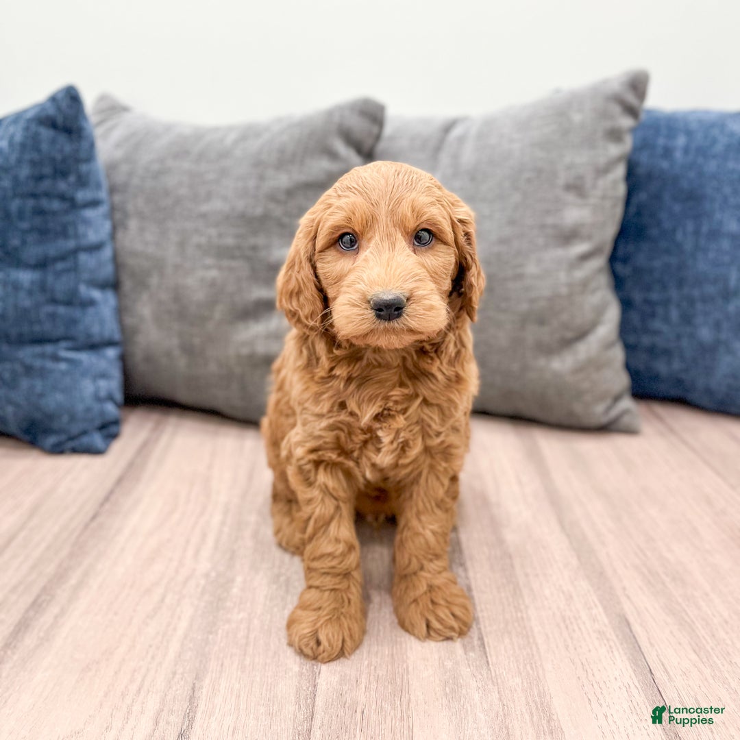 Goldendoodle dogs for sale: Benson - Ad 2