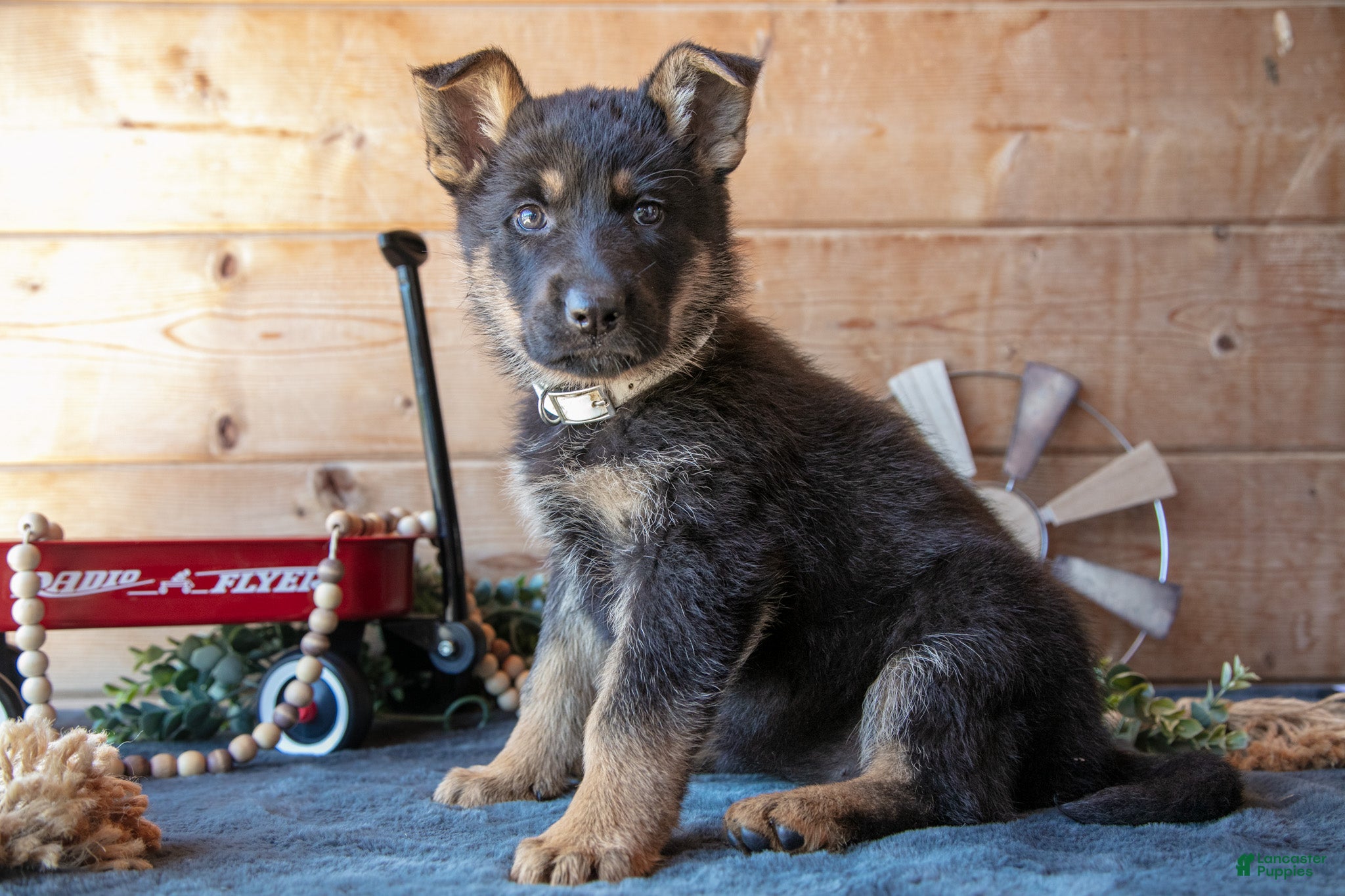 German Shepherd dogs for sale: Mason - Ad 2
