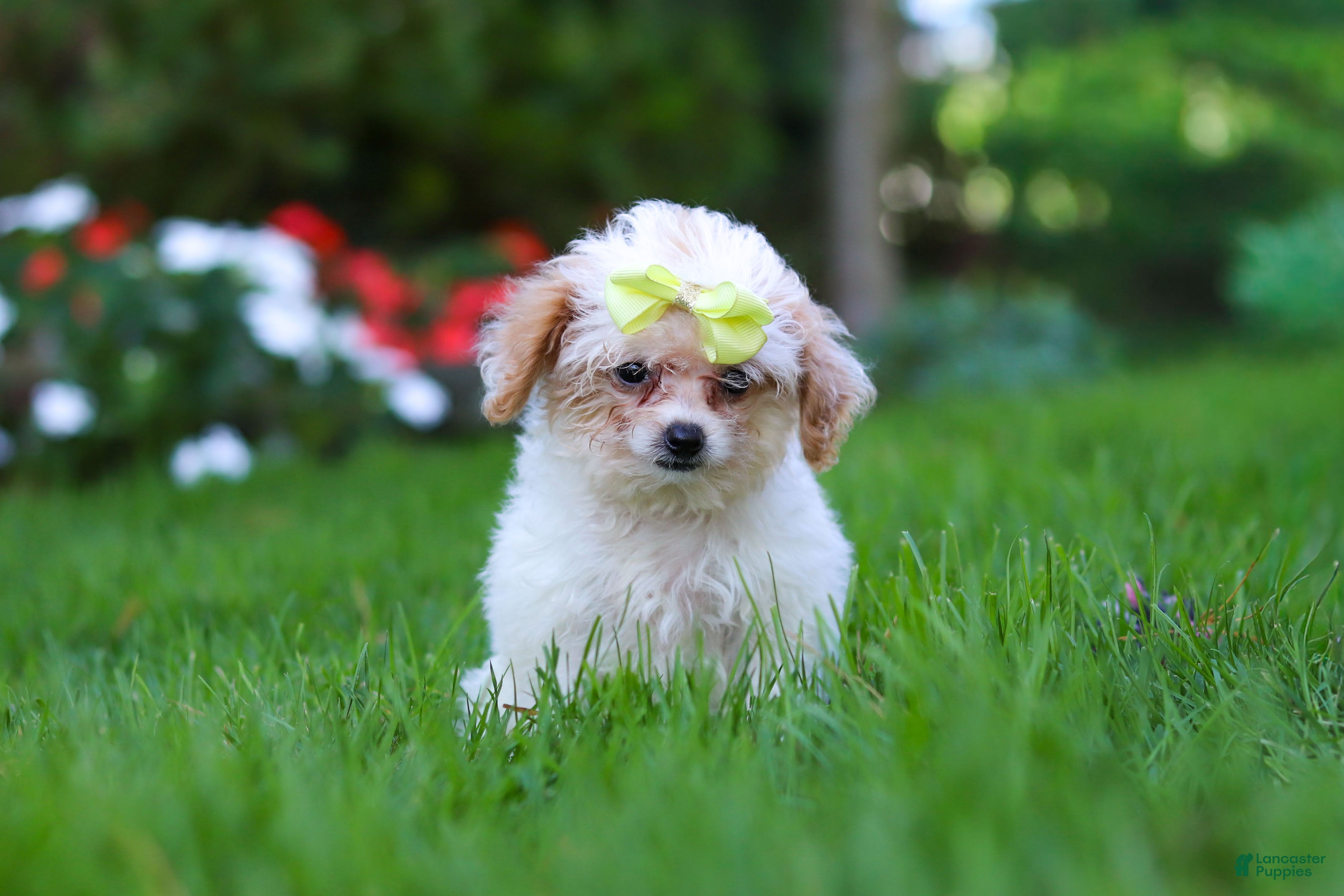 Cavapoo dogs for sale: Mila - Ad 2