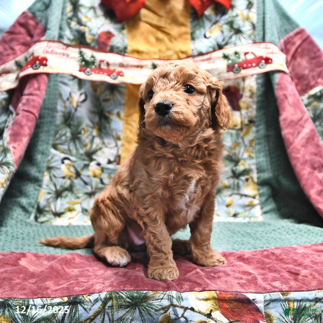 Goldendoodle dogs for sale: Mindy - Ad 3