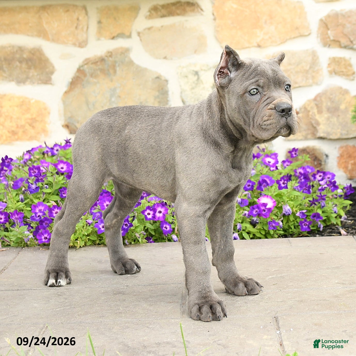 Cane Corso dogs Cora  - Ad 2