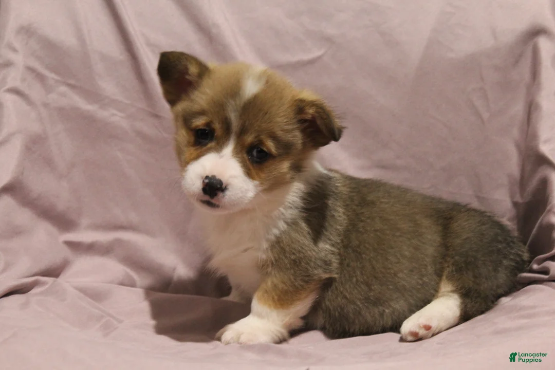 Welsh Corgi Pembroke dogs for sale: Milo - Ad 4