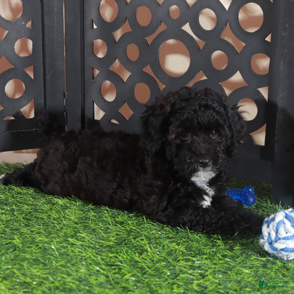 Miniature Poodle dogs Oreo Handsome Black and White Poodle Puppy - Ad 1