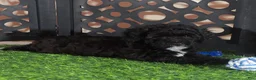 Miniature Poodle dogs for sale: Oreo Handsome Black and White Poodle Puppy - Ad 1