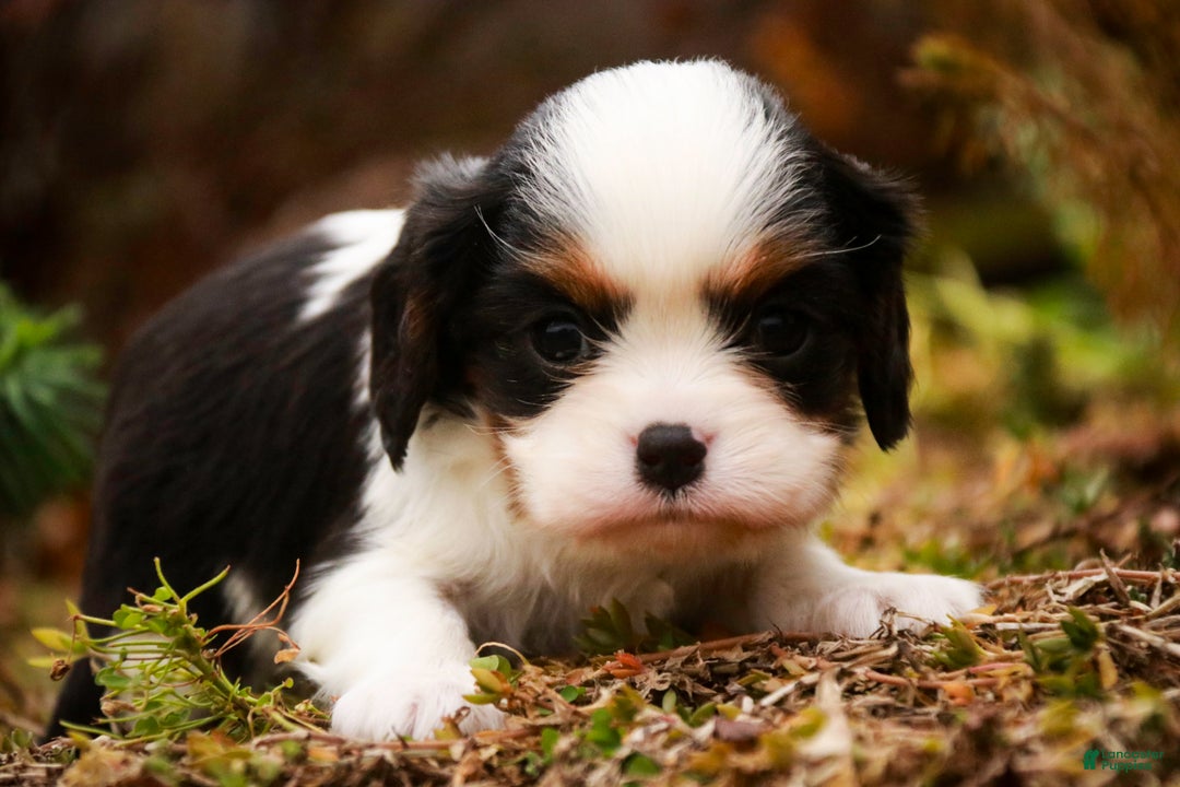 Cavalier King Charles Spaniel dogs for sale: Chester - Ad 5