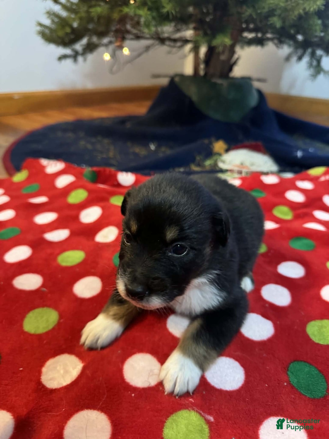 Australian Shepherd dogs for sale: Solstice - Ad 7