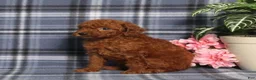 Miniature Poodle dogs for sale: Trisha - Ad 3