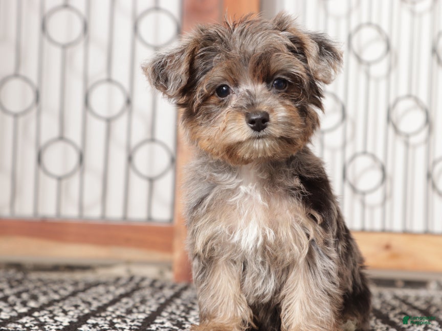 Teacup Mini Shar Pei Miniature Shar Pei Poodle Mix Pei Cross