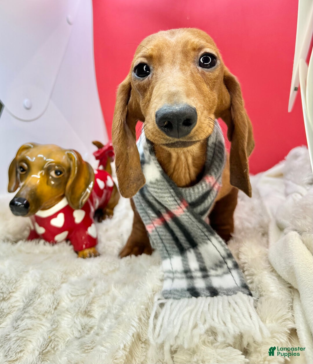 Miniature Dachshund dogs for sale: AKC am red ch - Ad 5