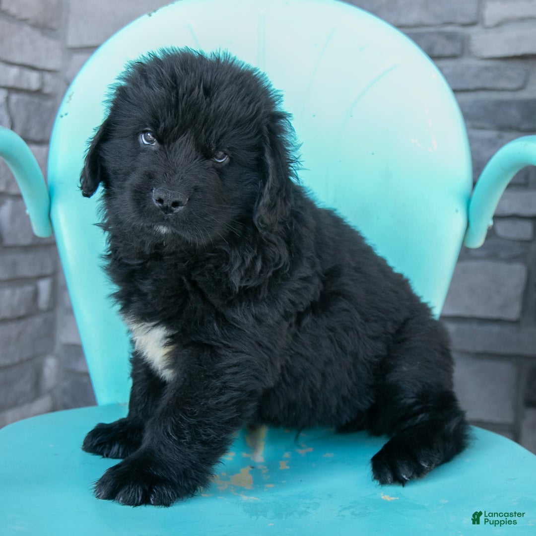 Newfoundland dogs for sale: Hugo - Ad 1