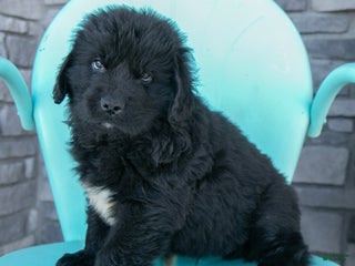 Newfoundland dogs Hugo - Ad 33