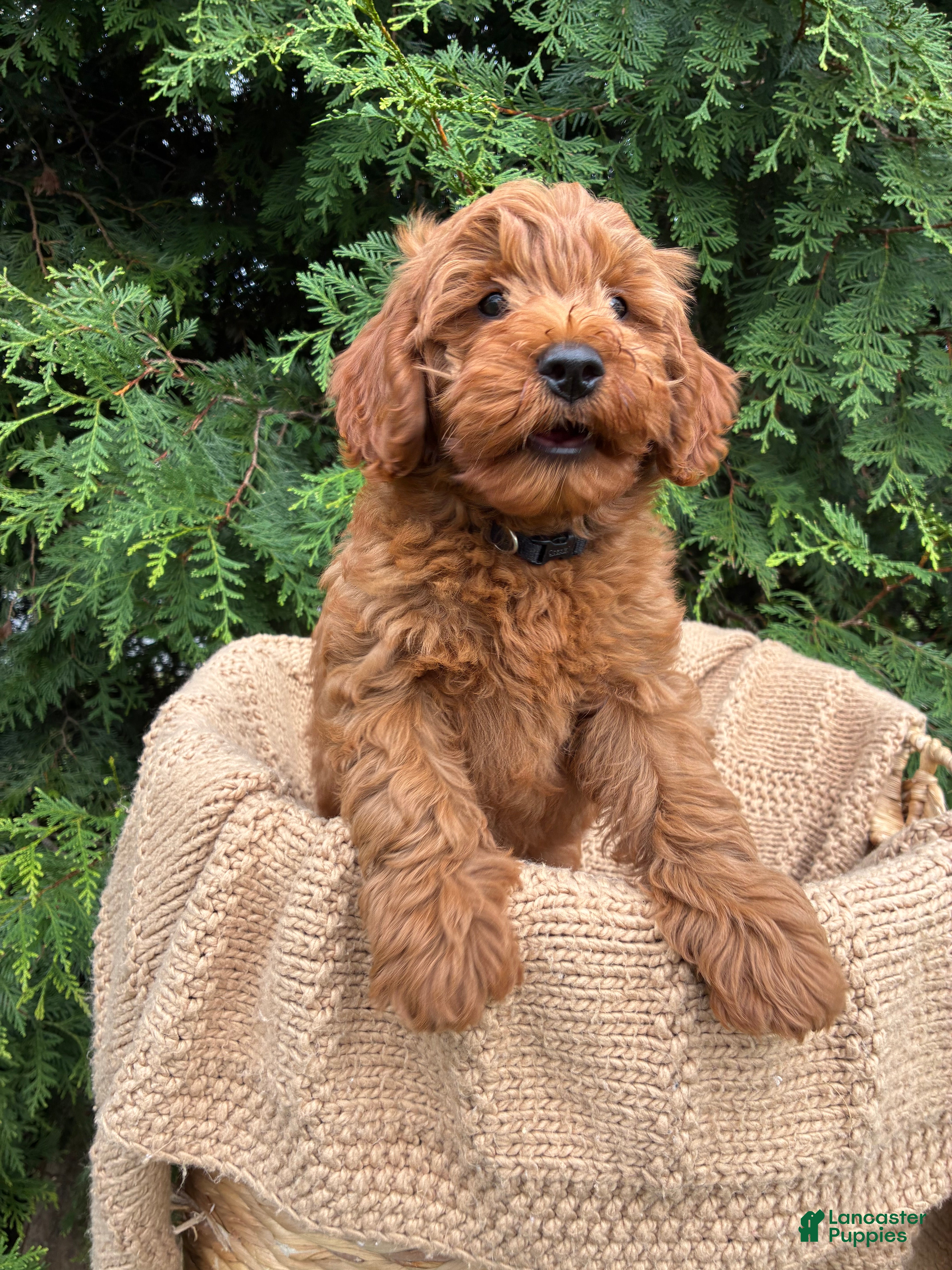 Mini Goldendoodle dogs Charlie - Ad 2