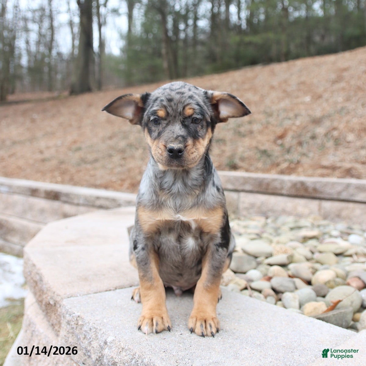 Mixed Breed dogs Monty - Ad 36