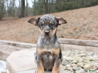 Mixed Breed dogs Monty - Ad 36