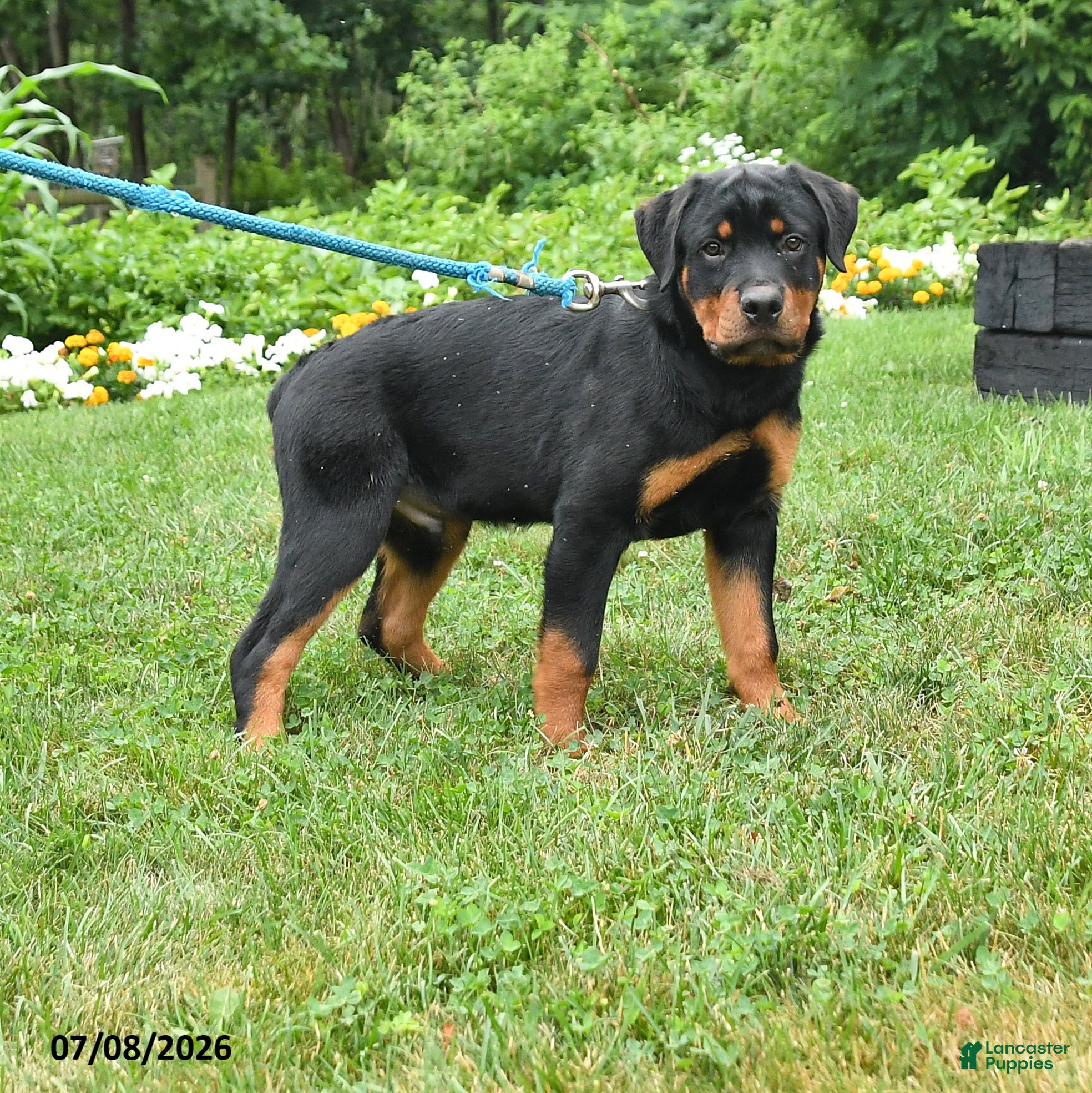Rottweiler dogs Gunner - Ad 1