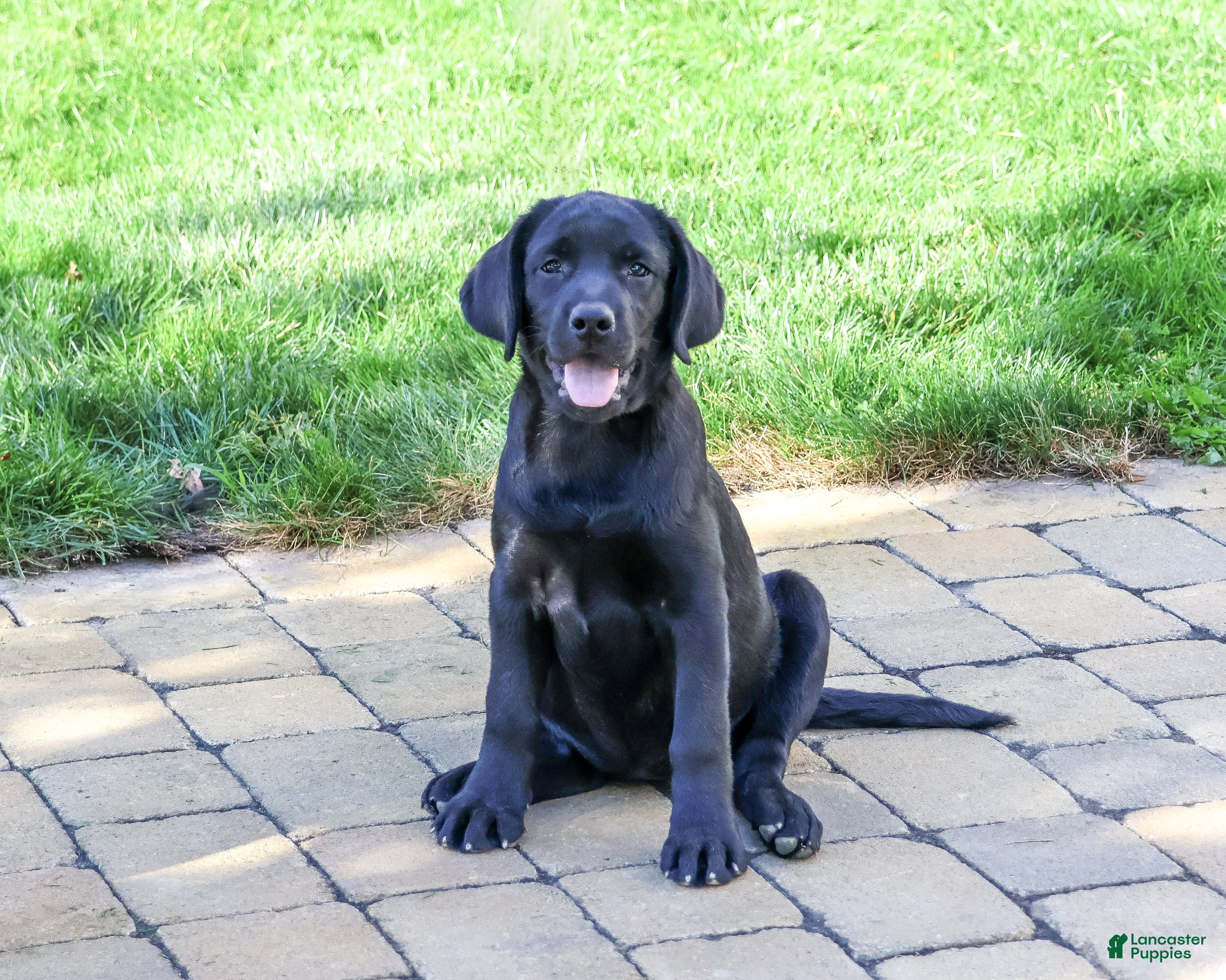 Labrador Retriever dogs for sale: Eloise - Ad 2