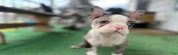 Mixed Breed dogs for sale: Robin - Ad 7