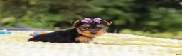 Yorkshire Terrier dogs for sale: Millie - Ad 3