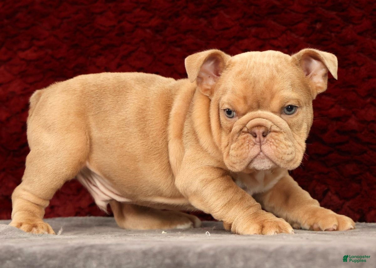 English Bulldog dogs for sale: Gus - Ad 8