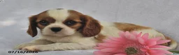 Cavalier King Charles Spaniel dogs for sale: Sally  - Ad 3